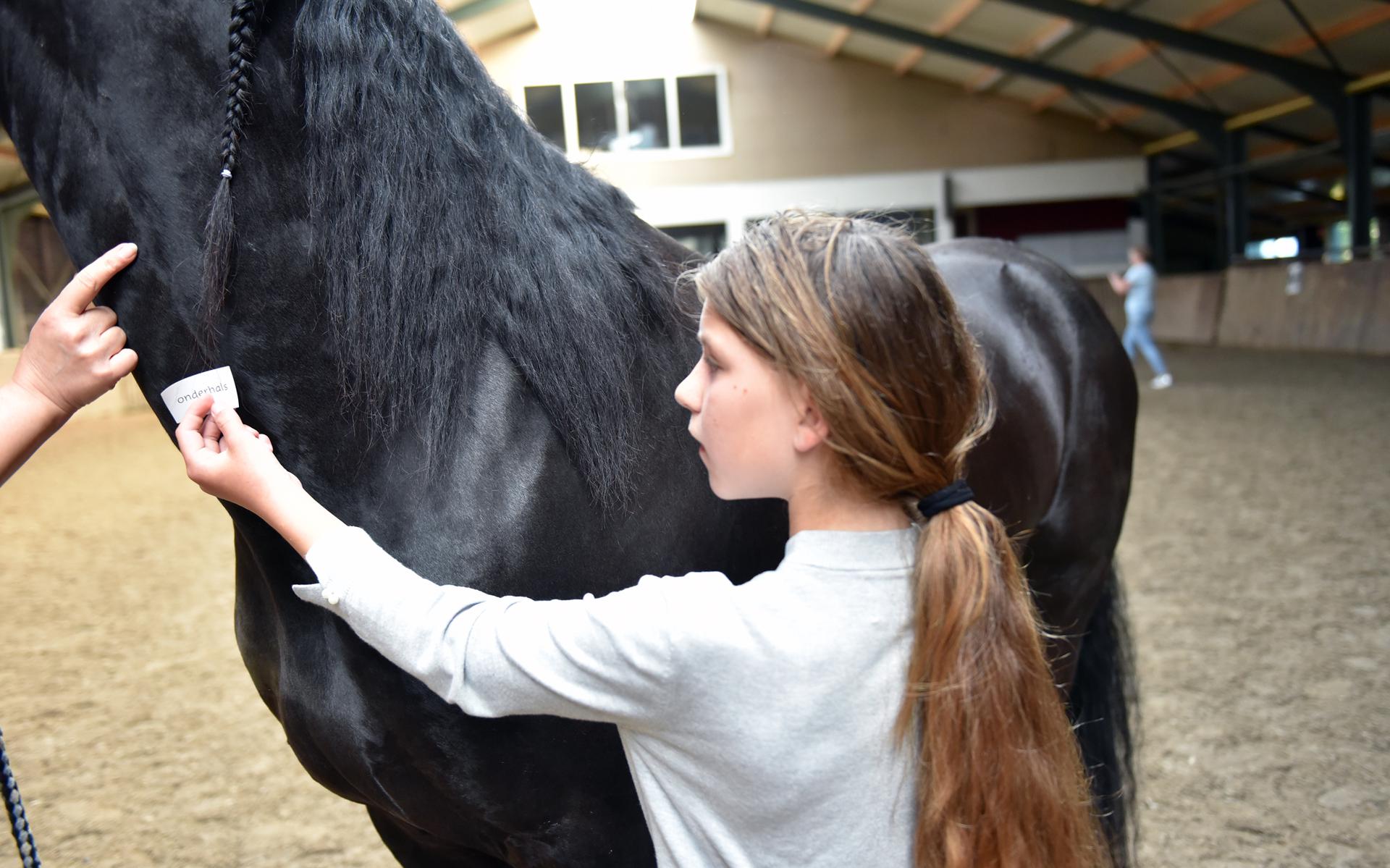 Jongeren volgen workshop sportmassage voor paarden en pony's